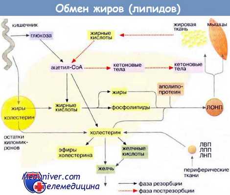 Механизмы переваривания и всасывания жиров (липидов)