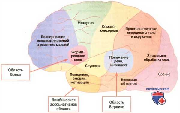 Классификация памяти. Кратковременная память