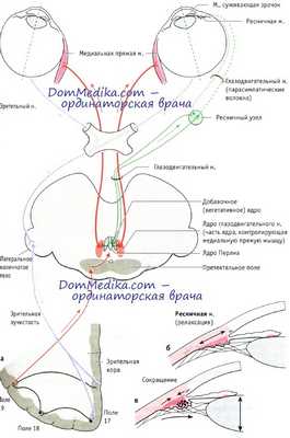механизмы конвергенции и аккомодации