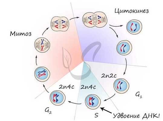 Жизненный цикл клетки