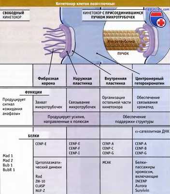Кинетохор позвоночных