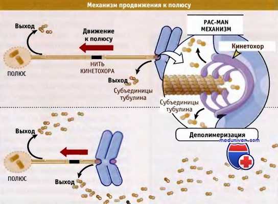 Механизм продвижения хромосом к полюсу