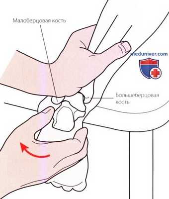 Исследование пассивных движений в голеностопном суставе и стопе