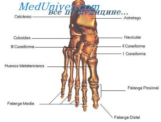пальпация стопы