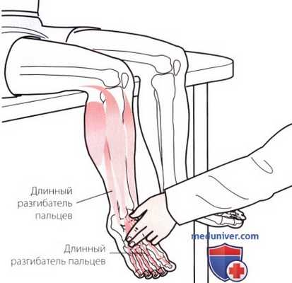 Пальпация голеностопного сустава и стопы с тыльной стороны
