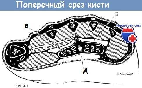 Поперечный срез кисти