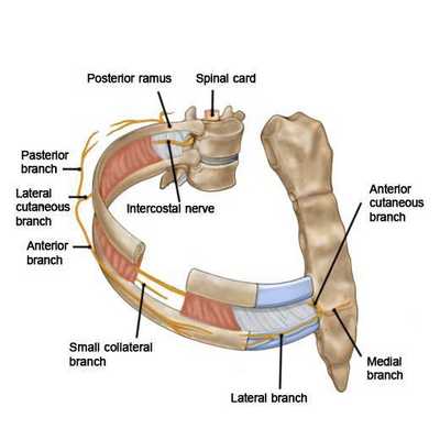 патогенез межреберной невралгии