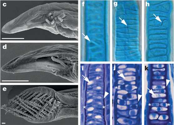 Рис. 2. Образование щупалец вокруг рта у личинок ланцетника