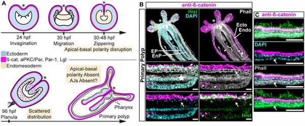 Гаструляция у актинии