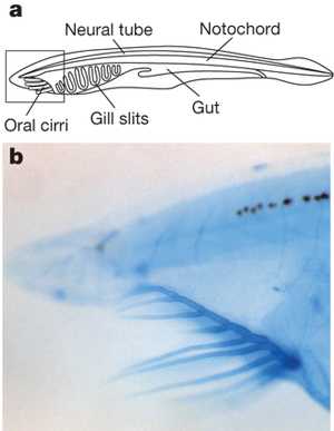 Рис. 1. a — личинка ланцетника во время метаморфоза. b — ротовой скелет, окрашенный альциановым синим