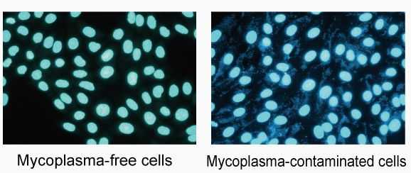 Мирные и вредоносные микоплазмы