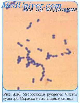 Эпидемиология стрептококков. Патогенез поражений стрептококками.