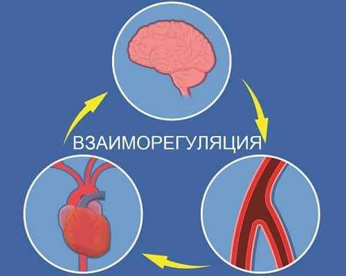 Регуляция внутренних органов вегетатикой