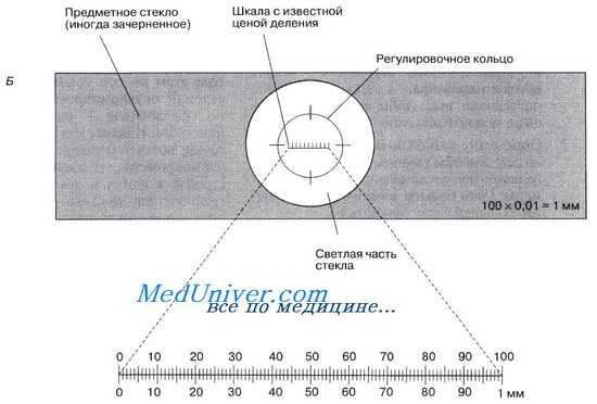 Микрометрия. Измерение микроскопических объектов.