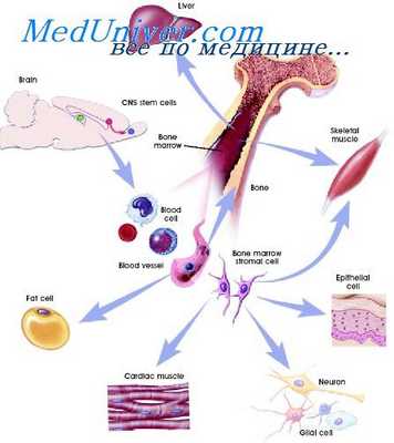 стромальные механоциты