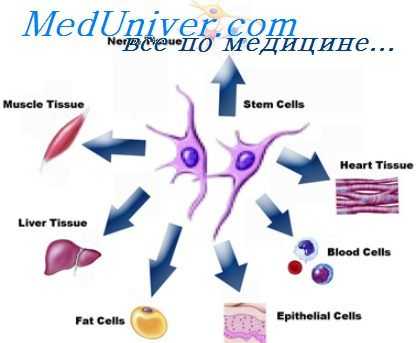переработка антигена