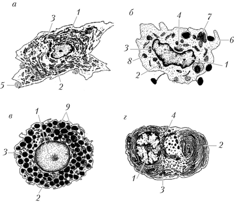 Клетки соединительной ткани 17]