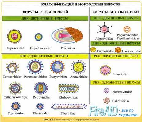 Вирусы. Вирион. Морфология вирусов. Размеры вирусов. Нуклеиновые кислоты вирусов. Классификация вирусов.