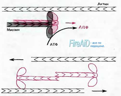 Микротрубочки. Активные движения цитоскелета.