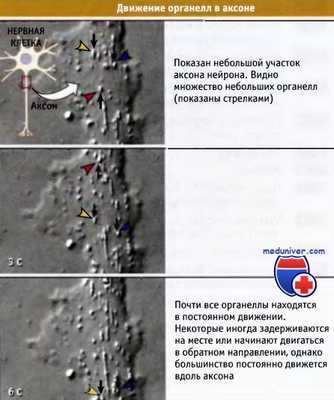 Движение органелл в клетке