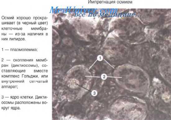 клеточный центр