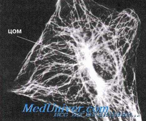 Микротрубочки. Центриоли. Базальные тельца