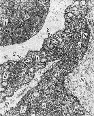 Рис. 3. Электронограмма фрагмента стенки кровеносного капилляра из околоушной слюнной железы: I — часть эритроцита в просвете капилляра; II — эндотелиоцит (1 — цитоплазма, 2 — микропиноцитозные везикулы); III — базальная мембрана; IV — перицит, расположенный в толще базальной мембраны (3 — цитоплазма, 4 — ядро, 5 — контакт отростка перицита с эндотелиоцитом).