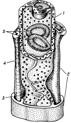 Рис. 2. Схематическое изображение строения стенки кровеносного капилляра: 1 — эндотелиальная оболочка; 2 — базальная оболочка, состоящая из базальной мембраны (3) и перицитов (4), в просвете капилляра видны эритроциты (5).