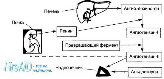 Гормоны коры надпочечников и их эффекты в организме. Минералкортикоиды : Альдостерон.