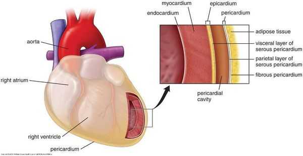 Анатомия миокарда