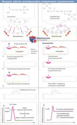 Механизм действия деполяризующего миорелаксанта сукцинилхолина