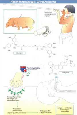 Механизм действия недеполяризующего миорелаксанта
