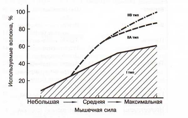 Структура вовлечения в работу медленных и быстрых мышечных волокон (по: Дж.Х.Уилмору, Д.Л.Костиллу, 1997)