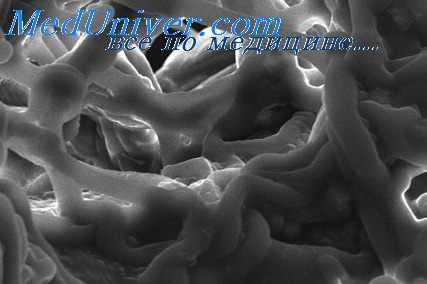 гемомикроциркуляторное русло