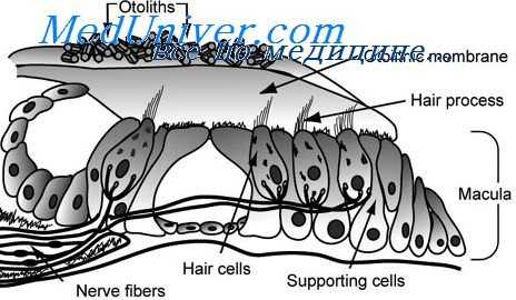нистагмография