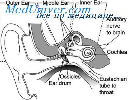 реакции лабиринта