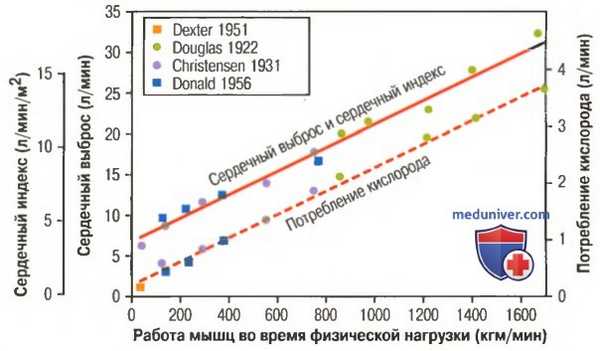 Мышечный кровоток. Гипертрофия сердца при тренировках