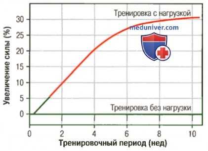 Мышечная гипертрофия. Быстрые и медленные мышечные волокна