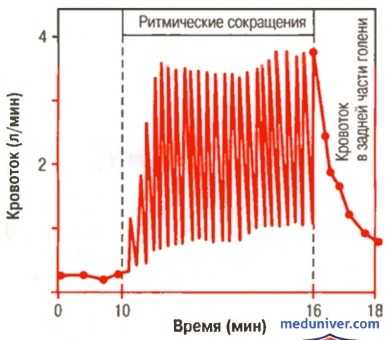 Мышечный кровоток. Гипертрофия сердца при тренировках