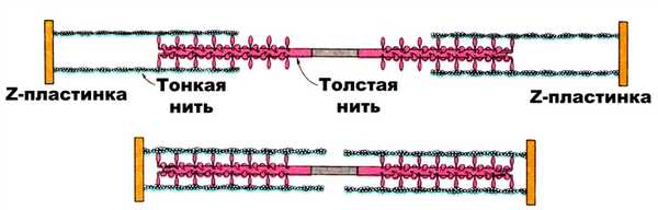 Схема, иллюстрирующая взаимодействие толстого и тонкого филаментов (Л. Страйер, 1985)