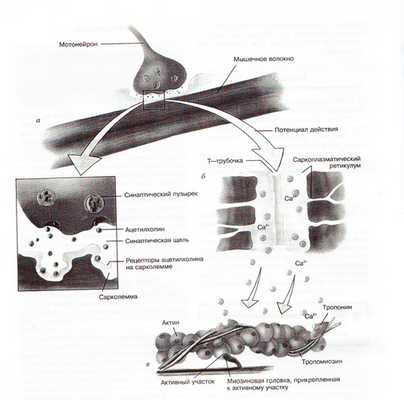 Механизм сокращения скелетных мышц