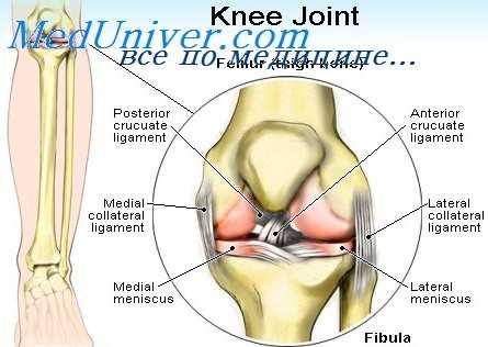 мышцы голени у артистов