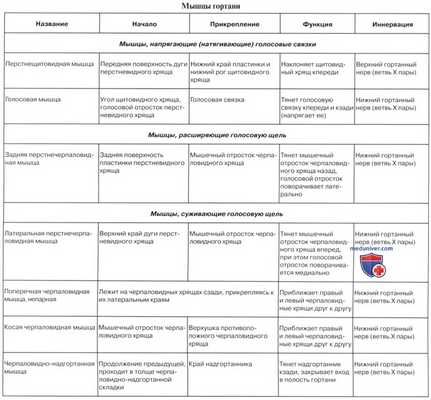 Анатомия человека: Мышцы гортани