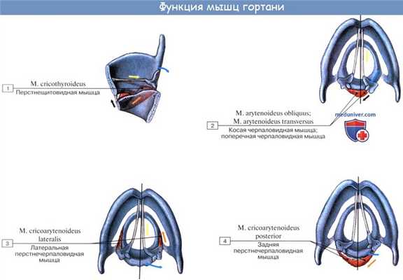 Анатомия человека: Мышцы гортани