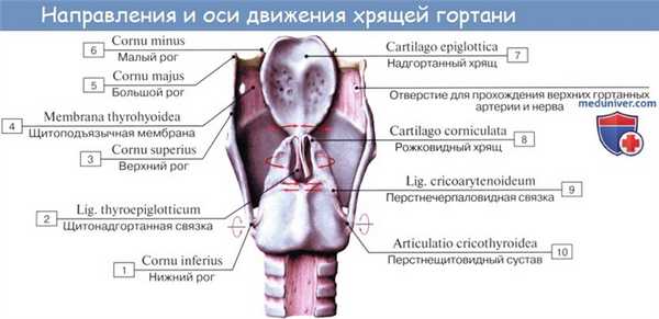 Анатомия человека: Мышцы гортани