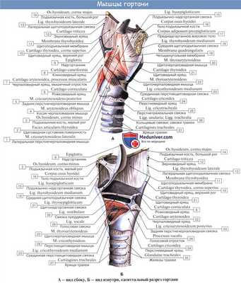 Анатомия человека: Мышцы гортани