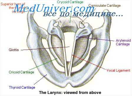 мышцы гортани