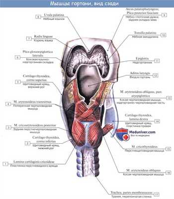 Анатомия человека: Мышцы гортани
