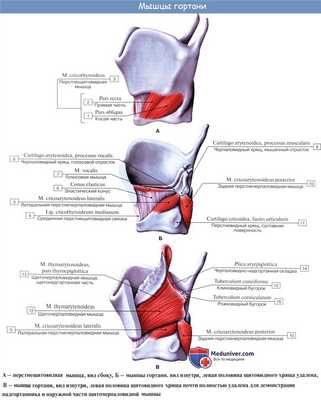 Анатомия человека: Мышцы гортани