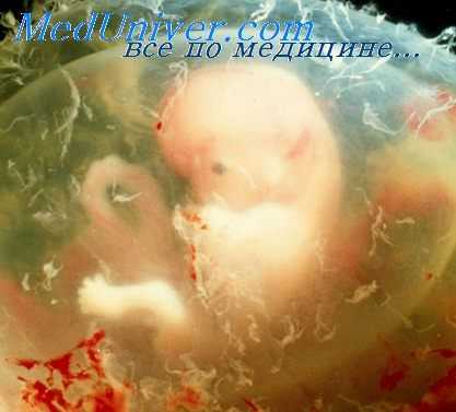 мышцы эмбриона